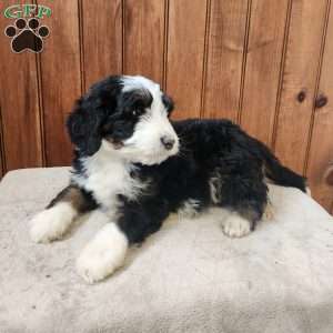 Millo, Bernedoodle Puppy